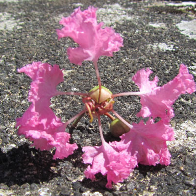 Une fleur détachée de Lagerstremia