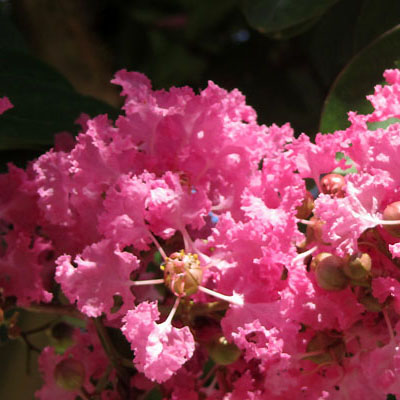 Vue en détail des fleurs de Lagerstroemia