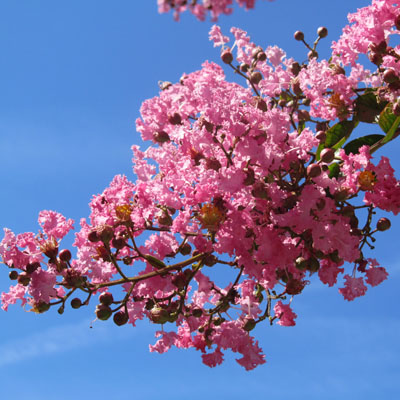 Une branche fleurie de Lagerstroemia