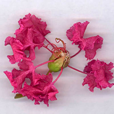 début d'ouverture de la fleur de  Lagerstroemia
