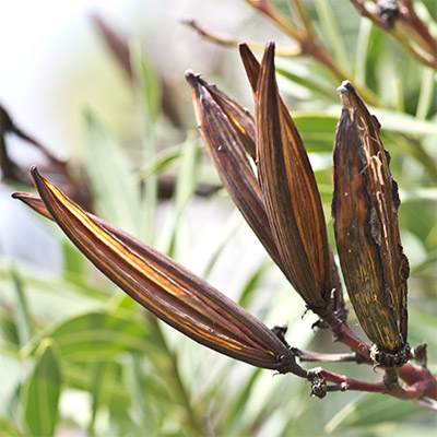 Fruit de Laurier rose (Nerium oleander)