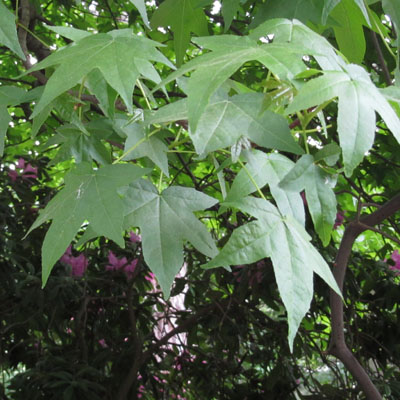 Le feuillage du liquidambar est tr�s d�coratif