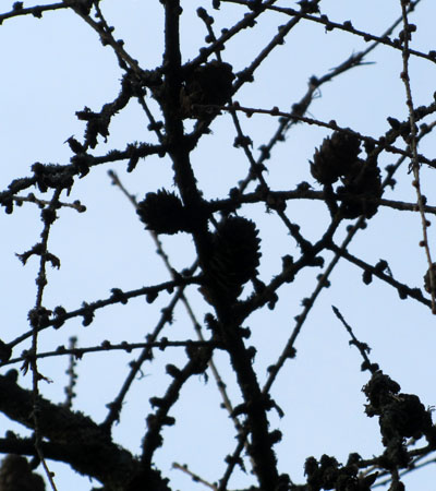 Cônes de Mélèze en hiver
