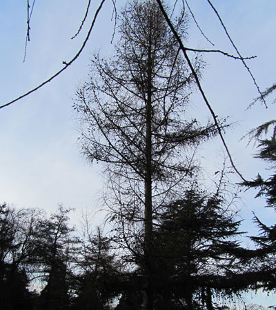 Mélèze en hiver