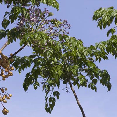 feuillage duMelia azederach
