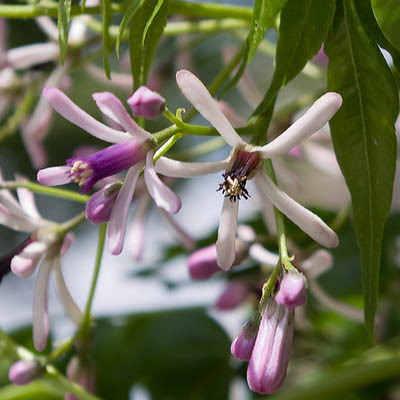 Fleurs du Melia azederach