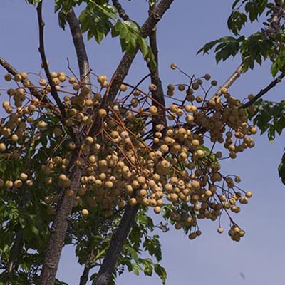Fruits de l'arbre à chapelet (Melia azederach