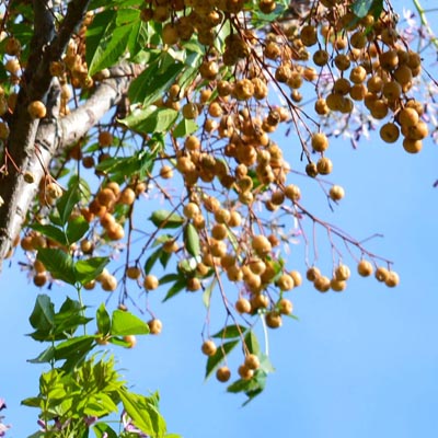 les fruits  Les fleurs sont mauves violacées et odorantes. Le fruit, arrondi et jaune est une drupe.