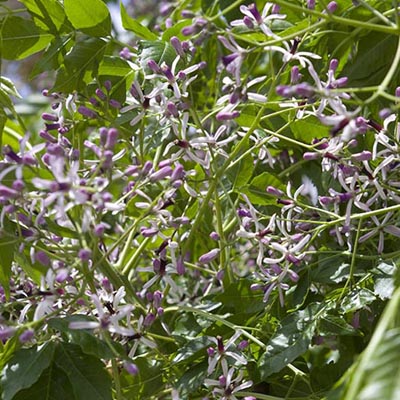 Inflorescences du Melia azederach
