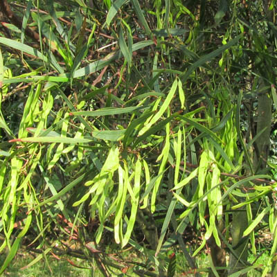 mimosa en fruits après la floraison