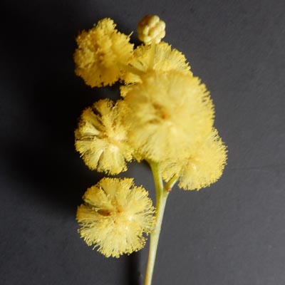 fleurs de Mimosa