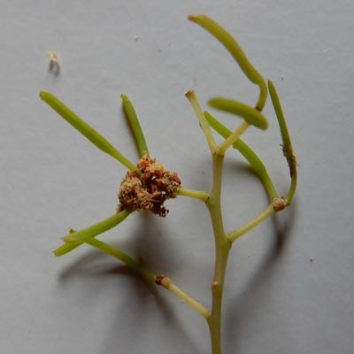 jeunes fruits de Mimosa