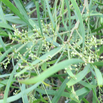 Jeunes inflorescences en juillet