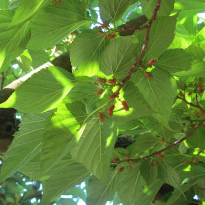 Fructification d'un mûrier