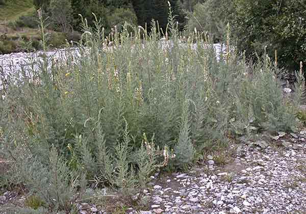buisson de Myricaria dans un lit de rivière