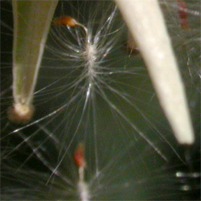 dtail d'une graine de Myricaria