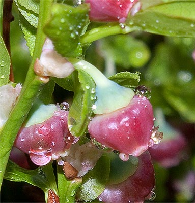 détail d'une fleuir de Myrtille