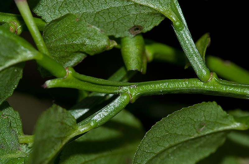 Détail d'un rameau de Myrtille