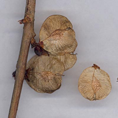 Ak&egrave;nes ail&eacute;s d'Orme en place