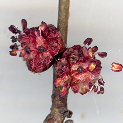Fleurs ouvertes d'Orme &agrave; la fin du printemps