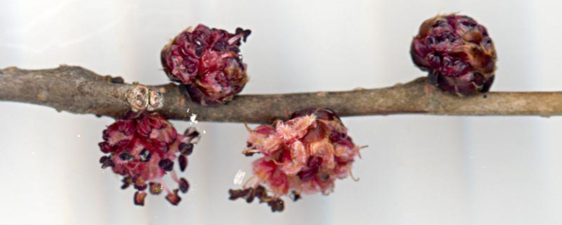 Rameau fleuri d'Orme au printemps