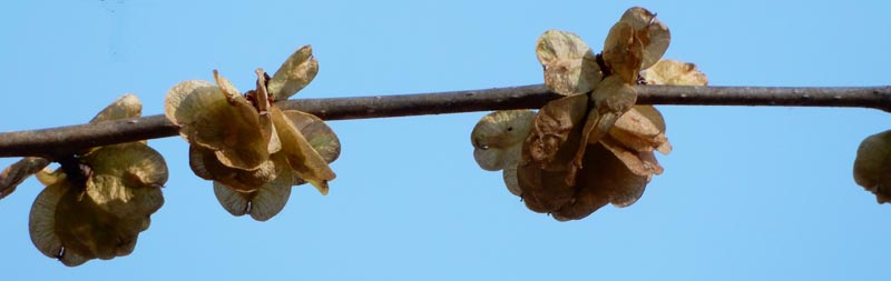 Rameau d'Orme en fruits