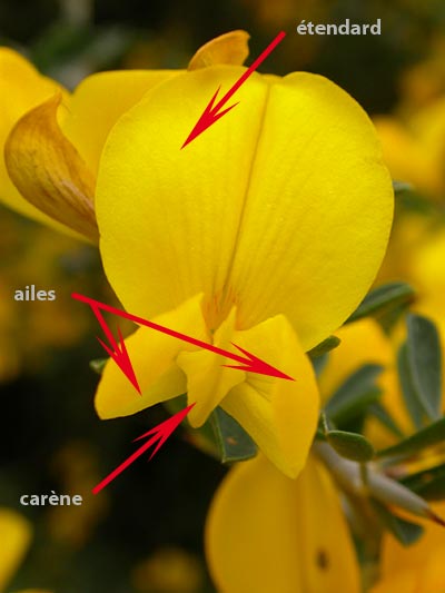 fleur de Papilionaceae