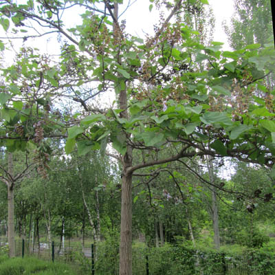 port d'un paulownia en fleur