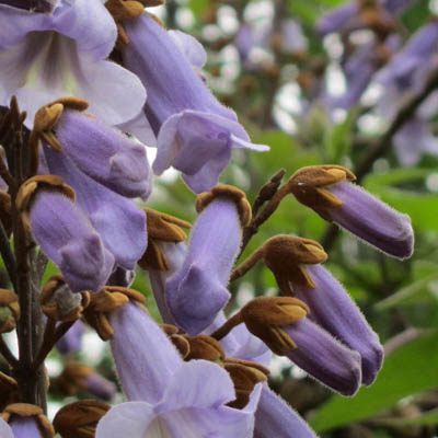 Boutons de fleurs de Paulownia