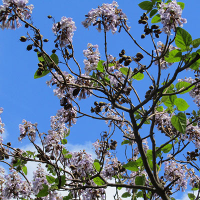 branches d'un Paulownia en fleur