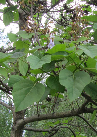 Feuillage et capsules du Paulownia