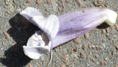 Corolle de fleur de Paulownia