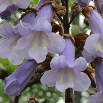 Fleur de Paulownia