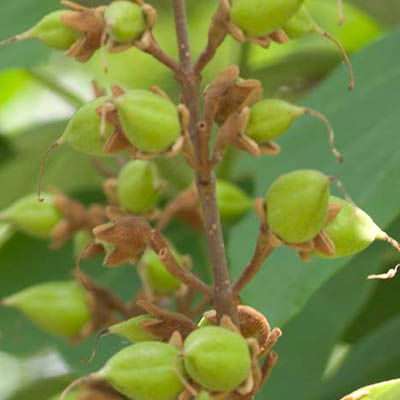 Jeunes fruits de Paulownia