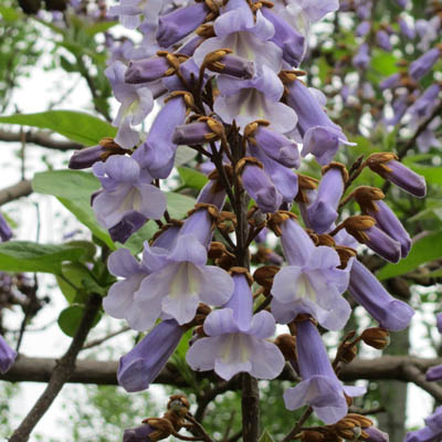 Grappe de fleurs de Paulownia