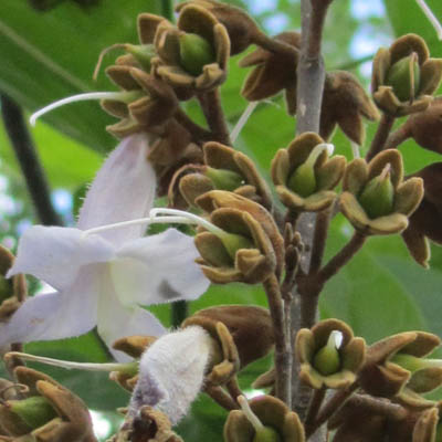 Fin de floraison de'un Paulownia