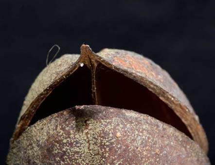 Déhiscence d'une capsule de Paulownia