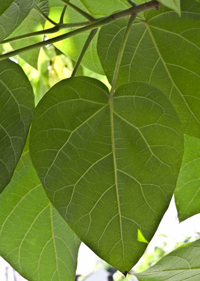 Feuille de Paulownia