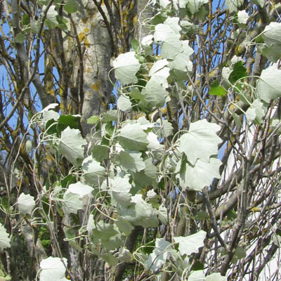 Feuilles blanches du peuplier blanc