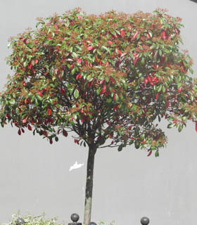 photinia sur tige bicolor