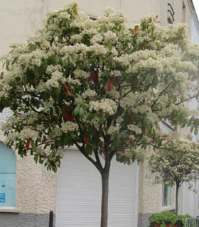photinia sur tige en fleur