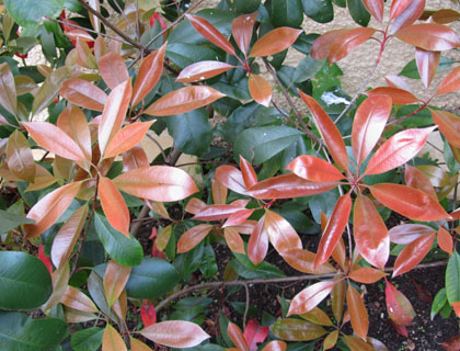 photinia  feuilles multicomores au printemps