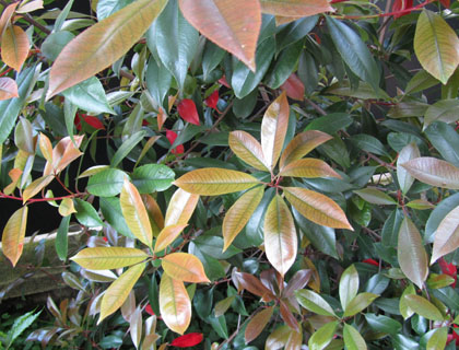 photinia  feuilles vertes  la fin du printemps