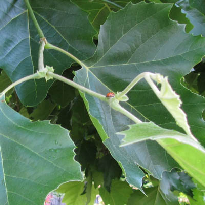 Base du pétiole d'une feuille et rabourgeons acxillaire