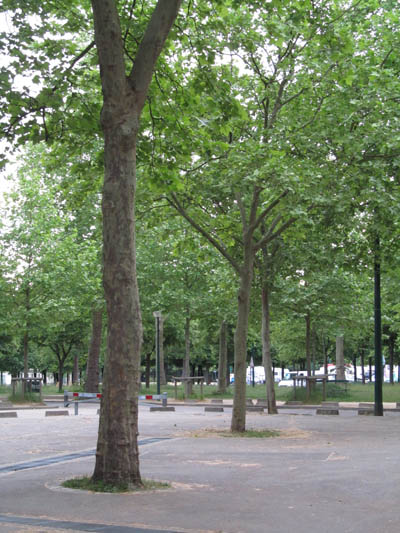Platanes dans un jardin public (parc floral de Paris)