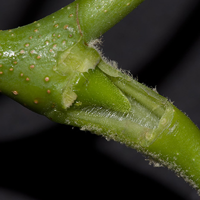 bourgeon axillaire de platane