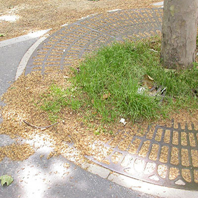 Les infrutescence des platanes comporte de nombreuses graines entourées de poils.