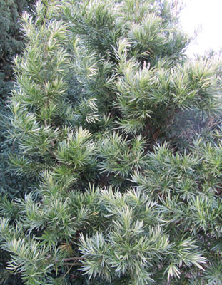 Buisson de Podocarpus macrophyllus