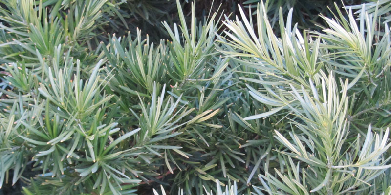 Feuillage de Podocarpus macrophyllus