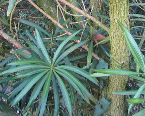 Tronc et feuilles de Podocarpus macrophyllus